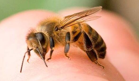 Bičių įgėlimas – ekstremalus būdas padidinti falą
